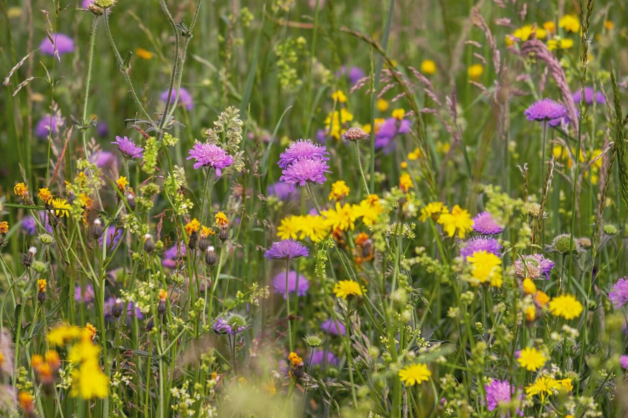 Wildflower Tourism Booms in 2026 as Superblooms Draw Global Crowds 12 Wildflower Tourism