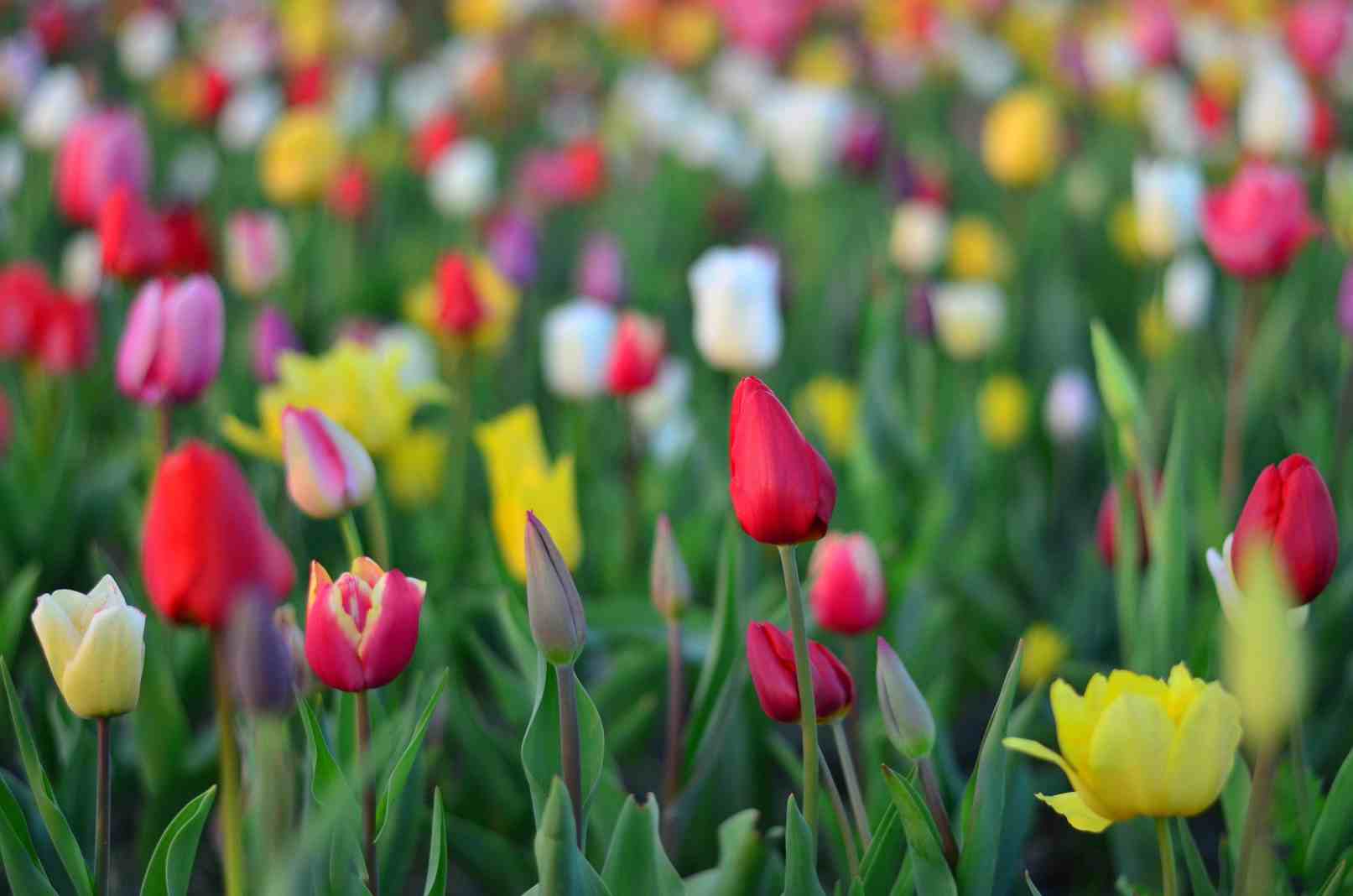 Where to See the Most Beautiful Tulips in the Netherlands
