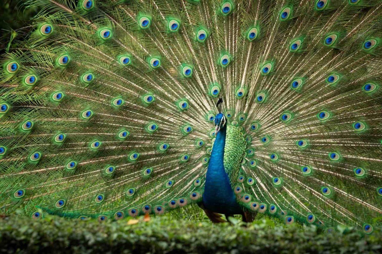peacock