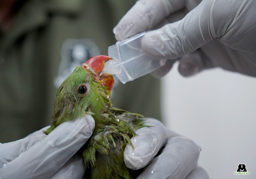 Delhi Heatwave Triggers Surge in Wildlife Rescues as Animals Struggle to Survive 2 Heatwave