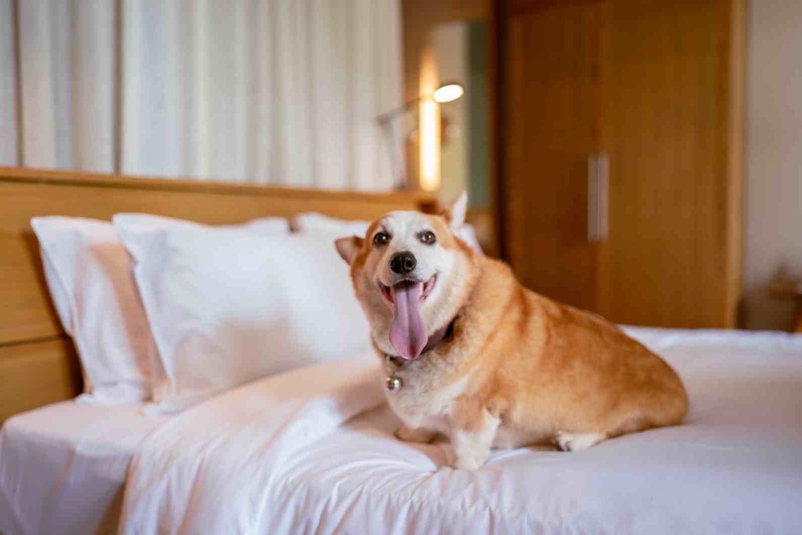 dog