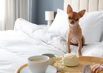 Pet-Friendly Hotels in Antalya